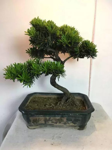 罗汉松最大的忌讳与讲究