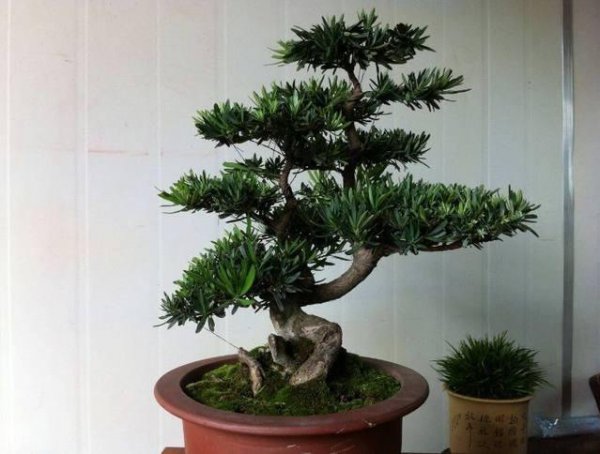 罗汉松最大的忌讳与讲究