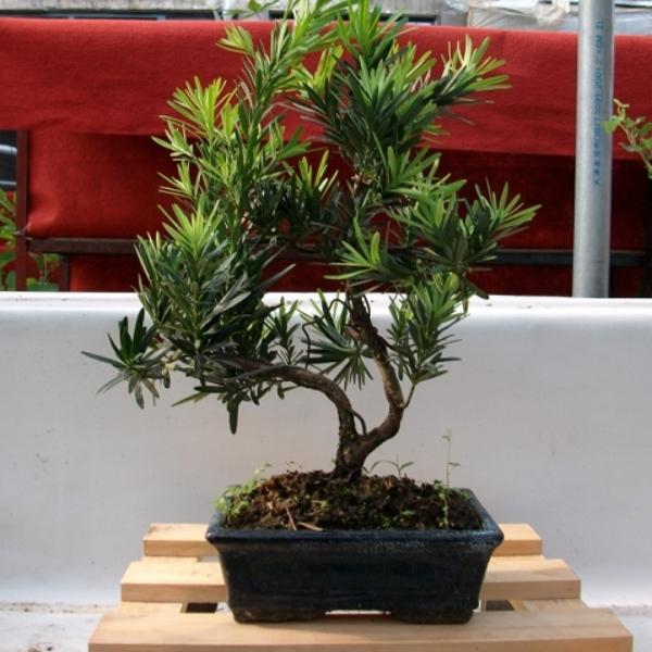 罗汉松最大的忌讳与讲究