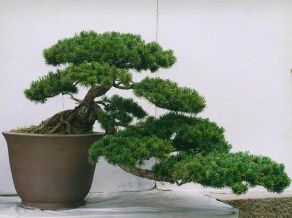 罗汉松最大的忌讳与讲究