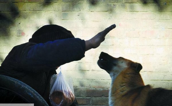 德牧被主人打会记仇吗