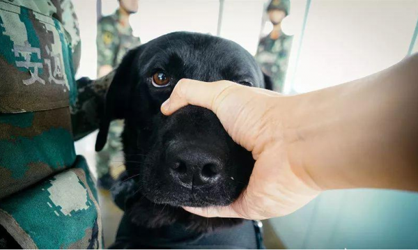 德牧被主人打会记仇吗