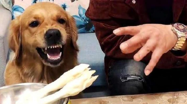 德牧被主人打会记仇吗