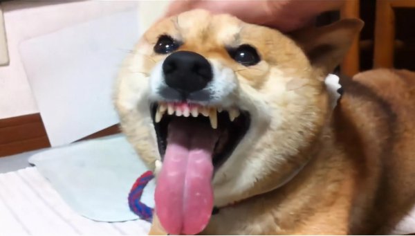 德牧被主人打会记仇吗