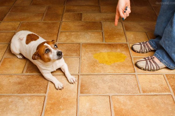 德牧被主人打会记仇吗