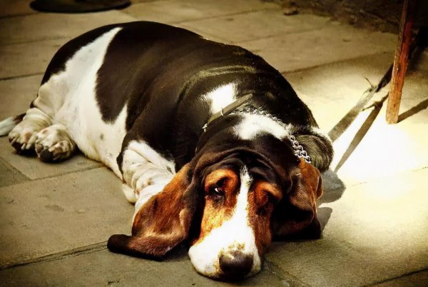 德牧被主人打会记仇吗