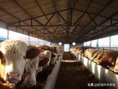 牛的寿命最长多少年左右 不同种类的牛寿命时间介绍