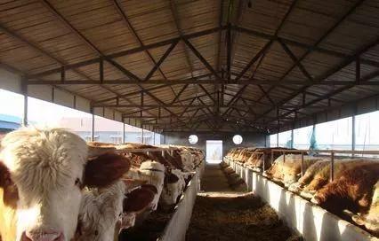 牛的寿命最长多少年左右