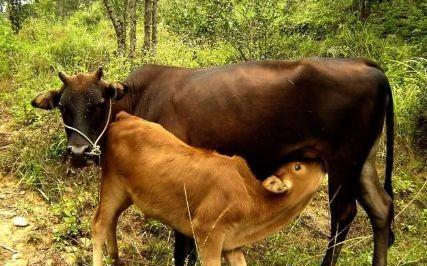 牛的寿命最长多少年左右