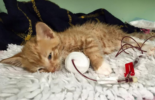 猫发出嗡嗡嗡像马达的声音是怎么回事