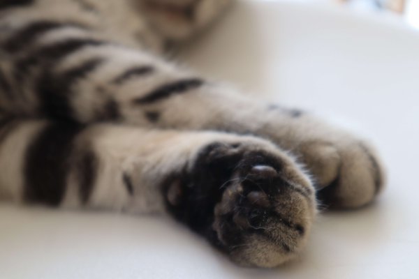 猫发出嗡嗡嗡像马达的声音是怎么回事