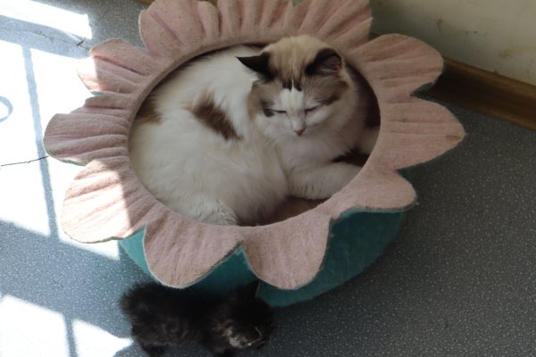 猫发出嗡嗡嗡像马达的声音是怎么回事