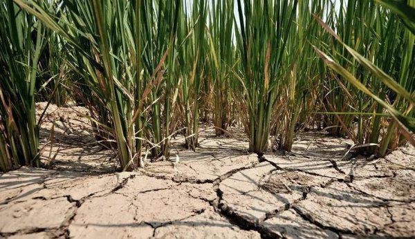 四月初八是什么日子