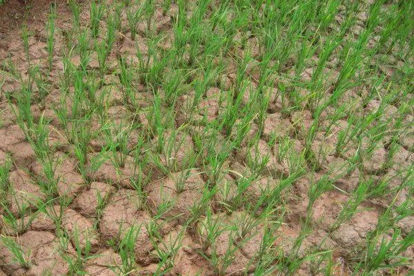 四月初八是什么日子