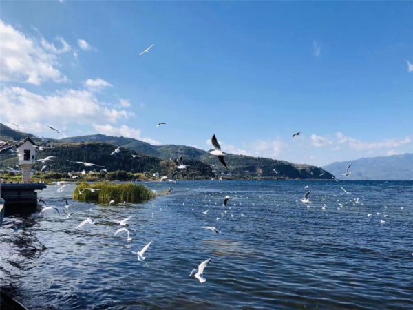 抚仙湖在云南哪里