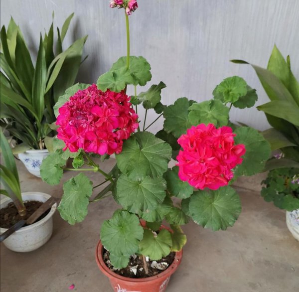 花盆土壤里的蚂蚁怎么消灭