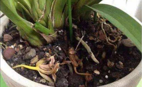 花盆土壤里的蚂蚁怎么消灭