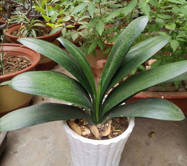 花盆土壤里的蚂蚁怎么消灭