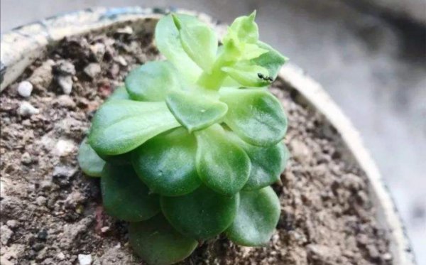 花盆土壤里的蚂蚁怎么消灭
