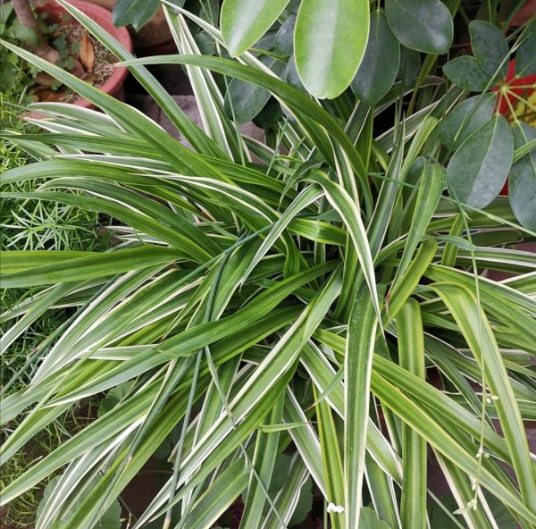 花盆土壤里的蚂蚁怎么消灭