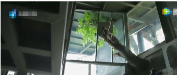 杨丽萍月亮宫简介