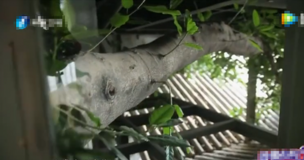 杨丽萍月亮宫简介