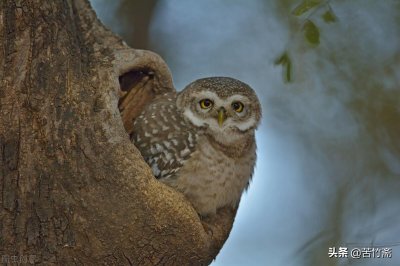 做你树洞什么意思 一个优秀合格树洞的四大标准是什么