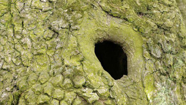 做你树洞什么意思