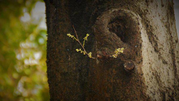 做你树洞什么意思
