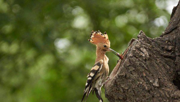 做你树洞什么意思