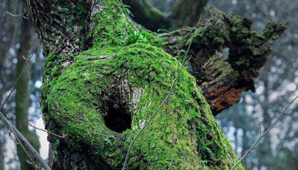 做你树洞什么意思