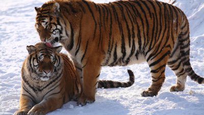 解铃还须系铃人的意思 典故解铃还须系铃人的故事及含义