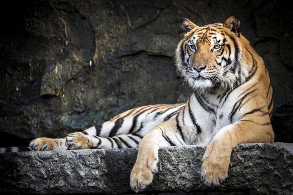 解铃还须系铃人的意思