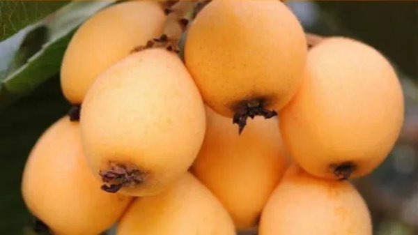 攀枝花特产有哪些