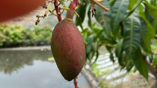 攀枝花特产有哪些