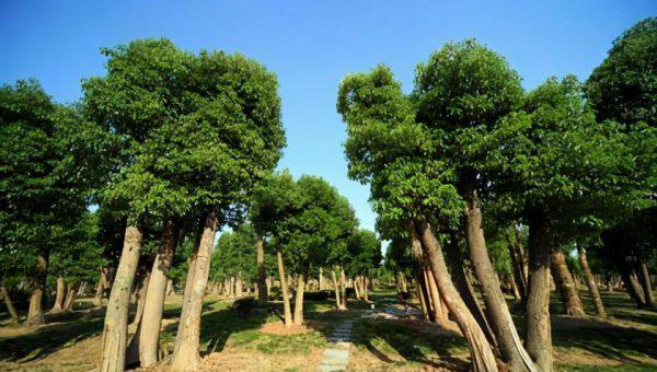 江宁旅游景点大全排名