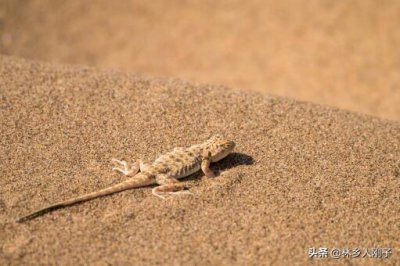 壁虎怕什么如何驱赶 家里驱赶壁虎最有效最快的方法