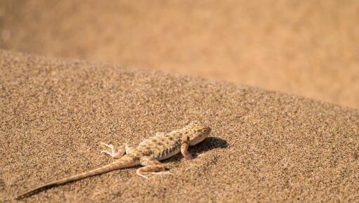 壁虎怕什么如何驱赶