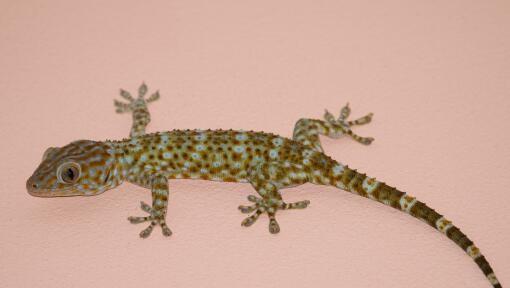 壁虎怕什么如何驱赶