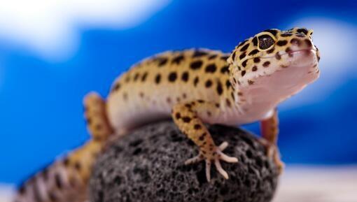 壁虎怕什么如何驱赶