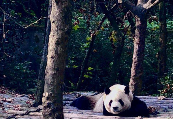 大熊猫的传说故事