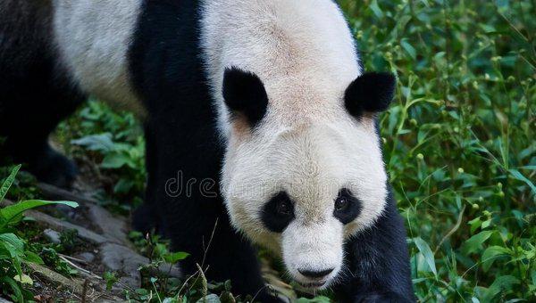 大熊猫的传说故事