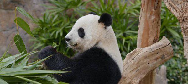 大熊猫的传说故事