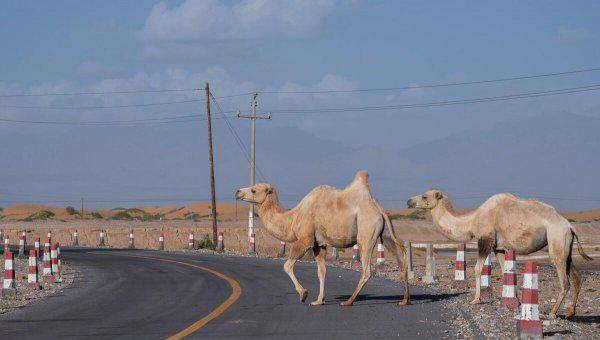 阿拉善是哪里的城市