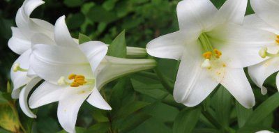 金牛男对有好感的女生的表现 金牛座在感情上会稍显被动