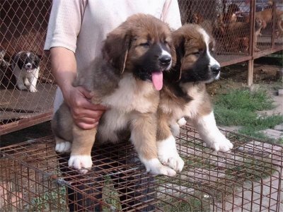 养肉狗要几个月才可以出售 如今肉狗养殖还能挣钱吗