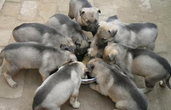 养肉狗要几个月才可以出售