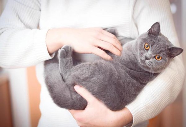 为什么不建议养英短蓝白