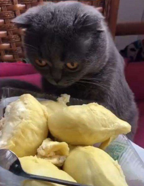 为什么不建议养英短蓝白