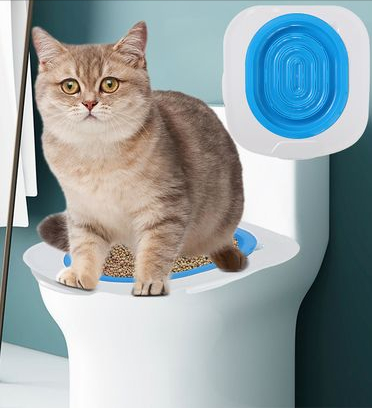 为什么不建议养英短蓝白